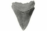 Fossil Megalodon Tooth - South Carolina #190240-1